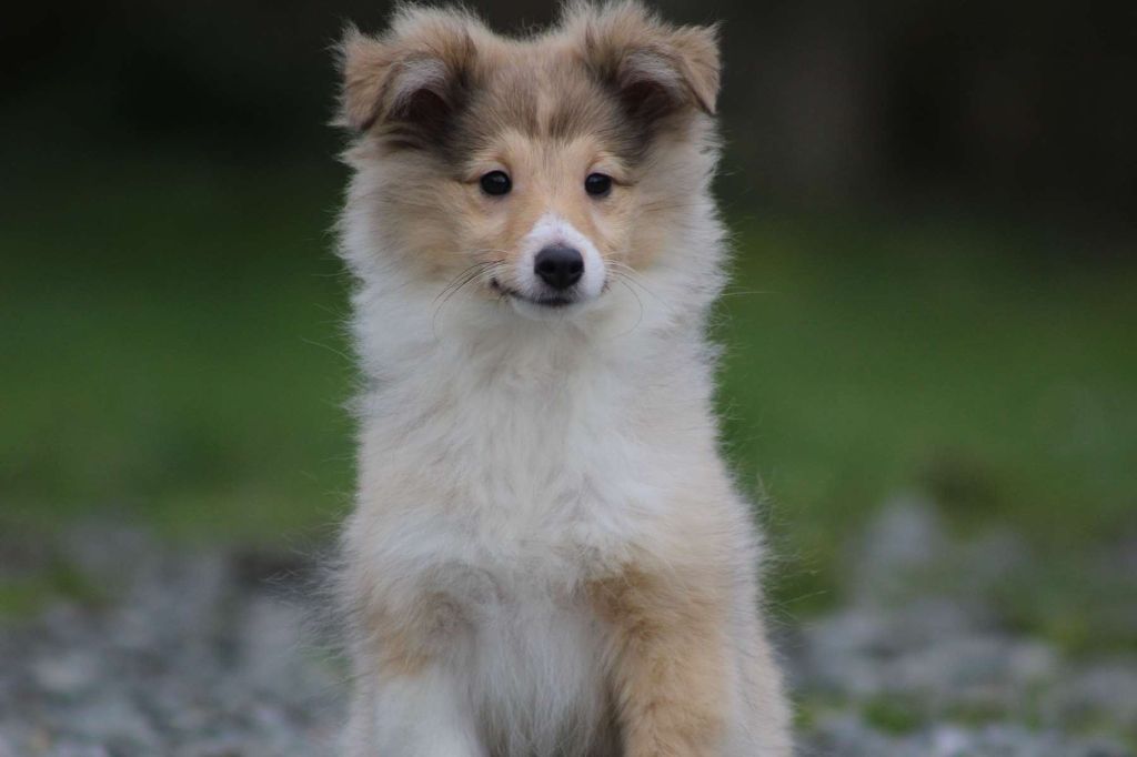 de l'Angelarde - Chiot disponible  - Shetland Sheepdog
