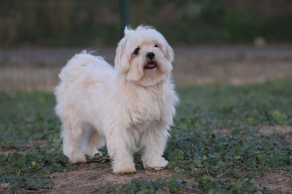 Les Bichon maltais de l'affixe de l'Angelarde