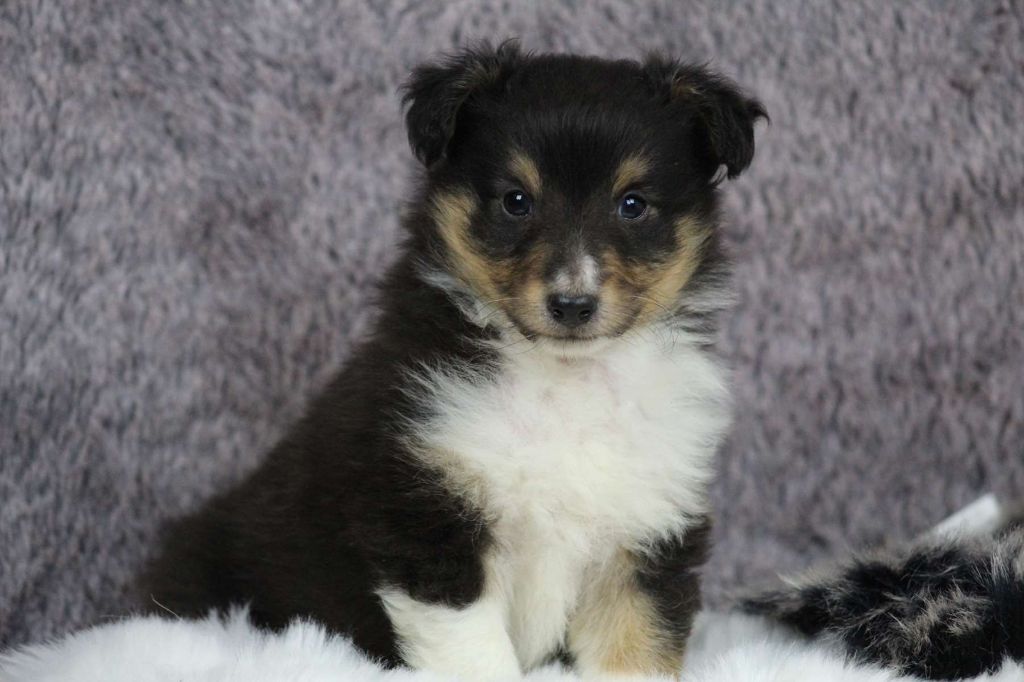 de l'Angelarde - Chiot disponible  - Shetland Sheepdog