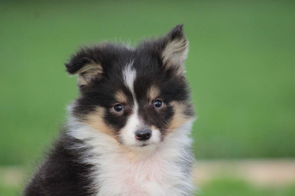 Chiot - Elevage de l'Angelarde - eleveur de chiens Shetland Sheepdog