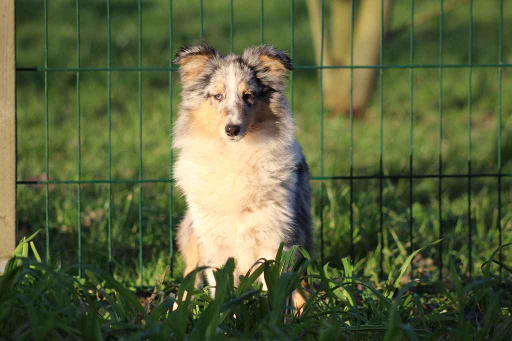 de l'Angelarde - Chiot disponible  - Shetland Sheepdog