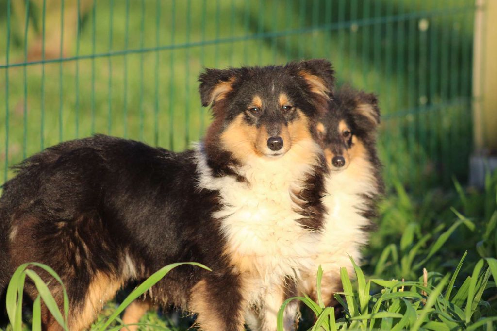 de l'Angelarde - Chiot disponible  - Shetland Sheepdog