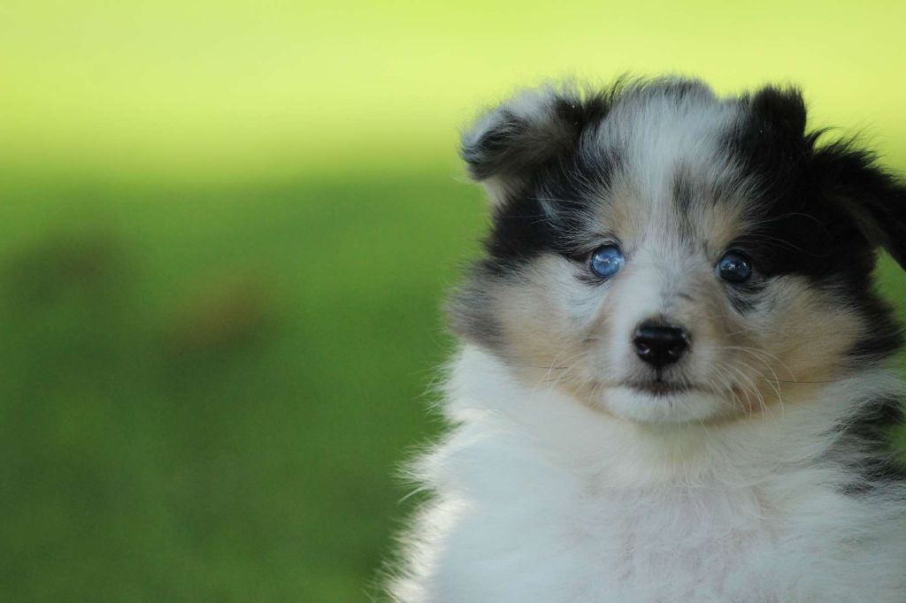 Chiot - Elevage de l'Angelarde - eleveur de chiens Shetland Sheepdog