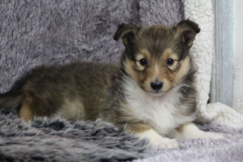 de l'Angelarde - Chiot disponible  - Shetland Sheepdog