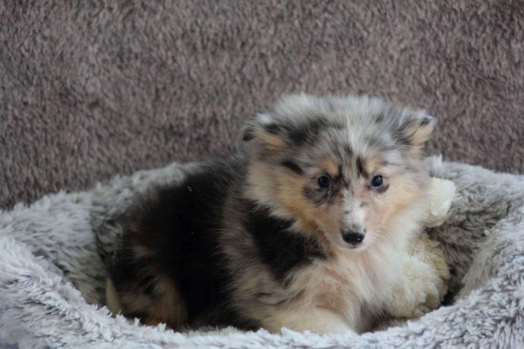 Chiot - Elevage de l'Angelarde - eleveur de chiens Shetland Sheepdog