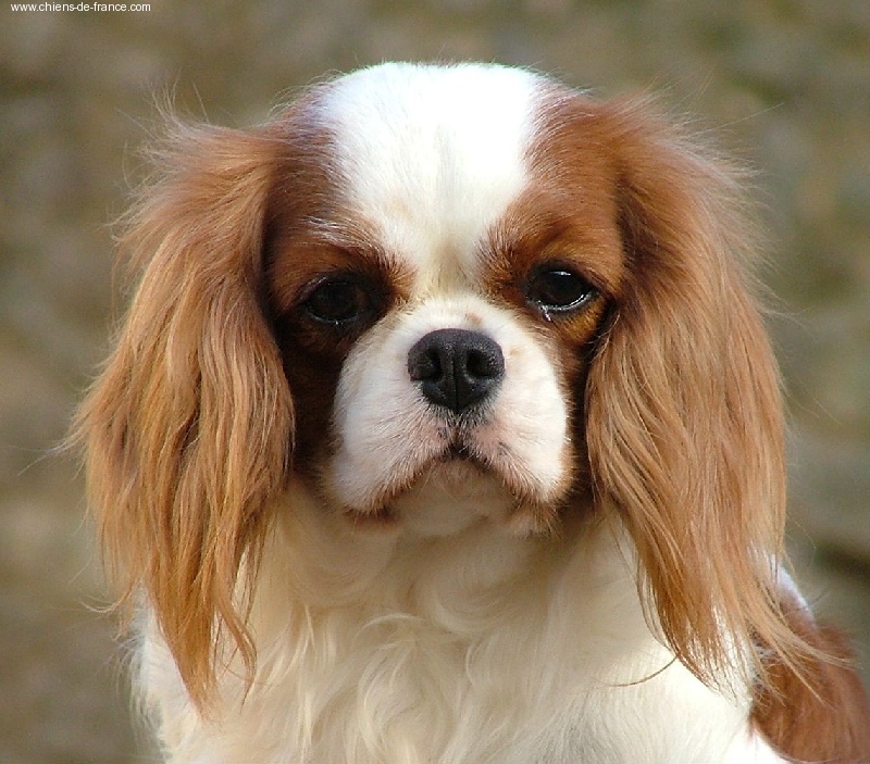 Tartine de miel de l'Angelarde