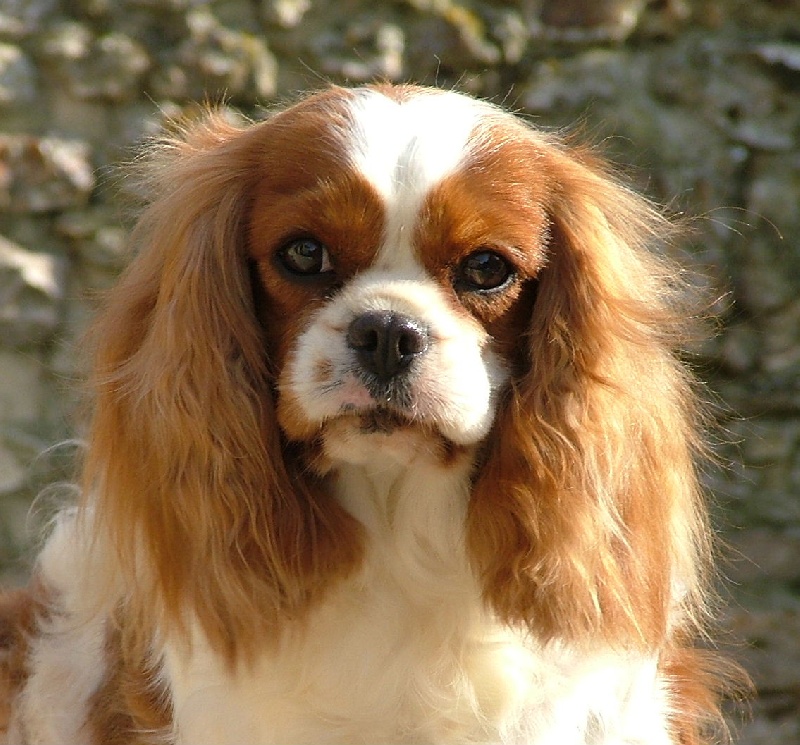 Sahtinda lys de l'Angelarde