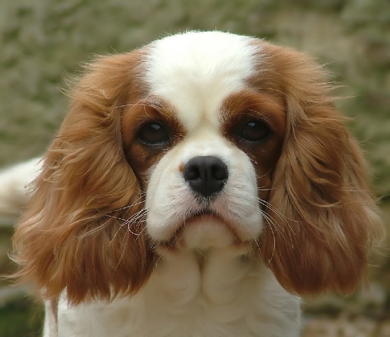 Tasse de thé de l'Angelarde