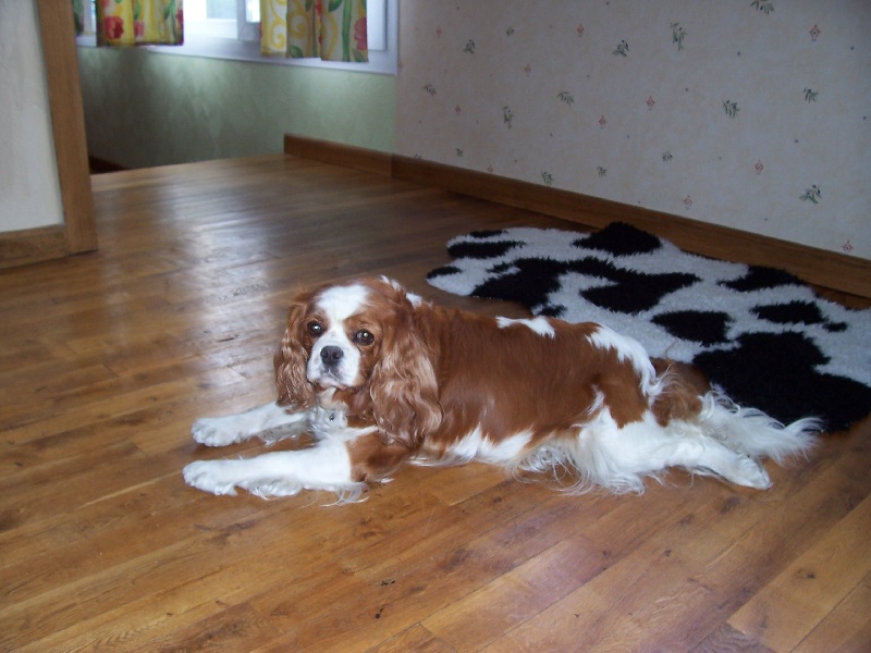 Péroline de l'Angelarde