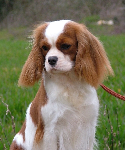 Allée de gourmandises de l'Angelarde