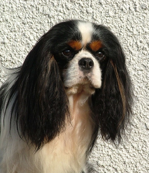 CH. Toraylac Padruig
