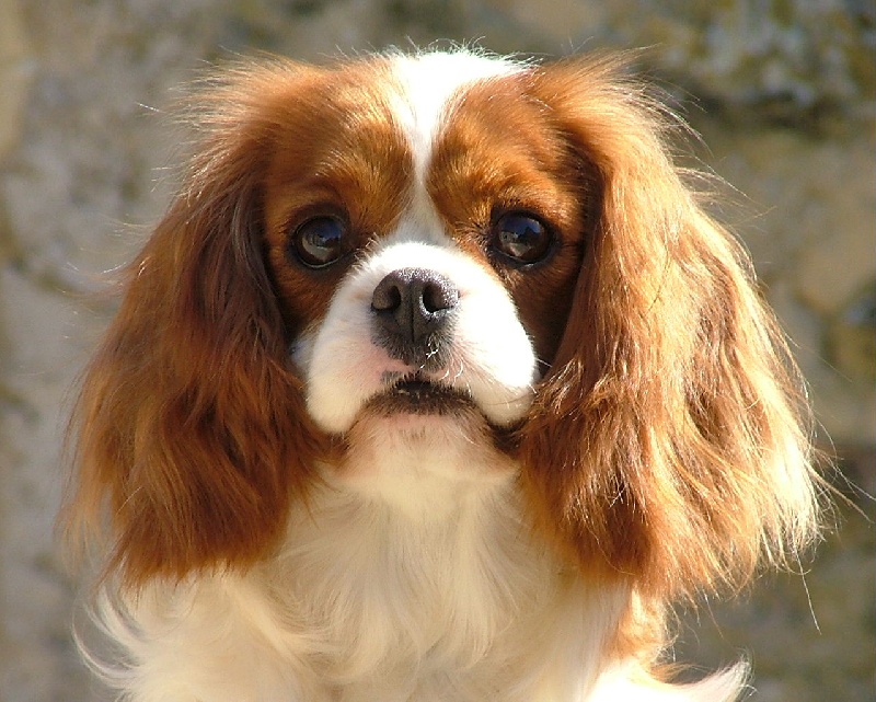 Ucandilys de l'Angelarde