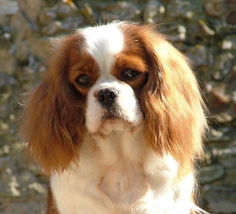 Uraline de l'Angelarde