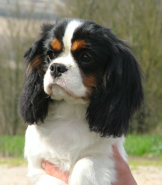 Affaire du siècle de l'Angelarde