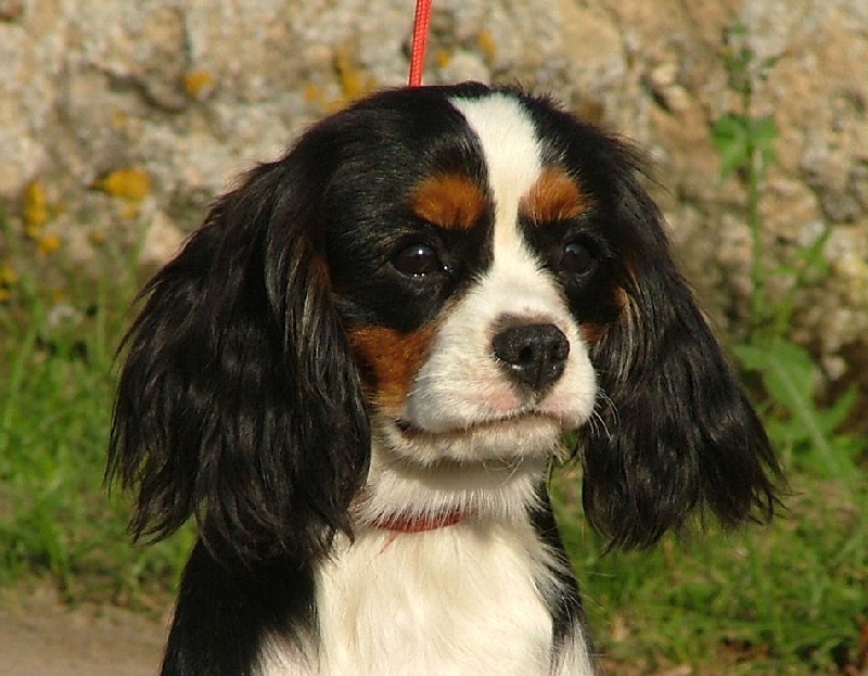 CH. Bijou royal de l'Angelarde