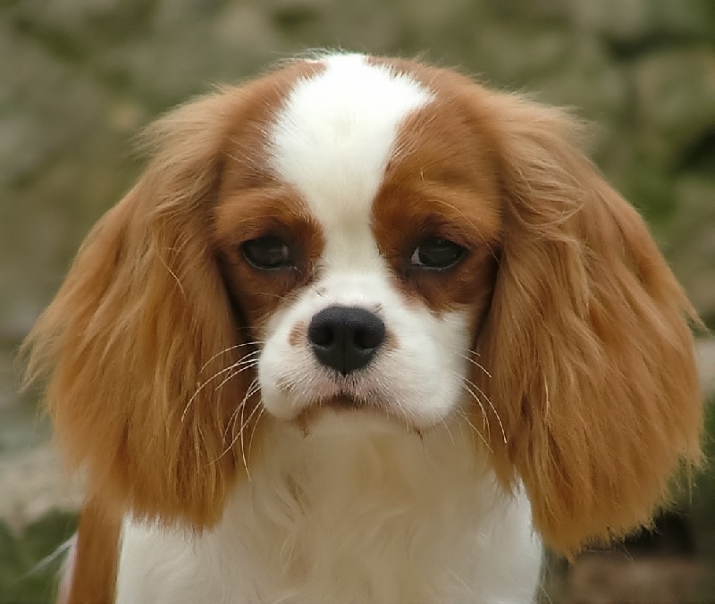 Blaithin-dalys de l'Angelarde