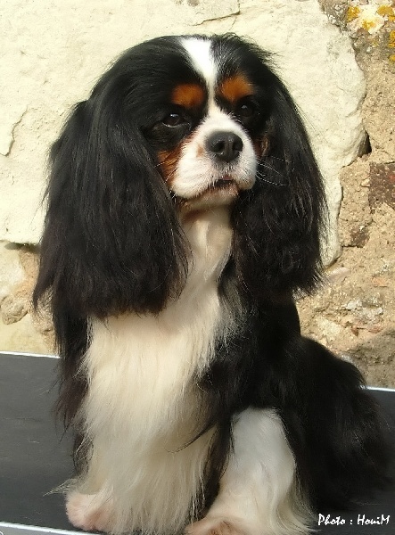 Un été indien de l'Angelarde