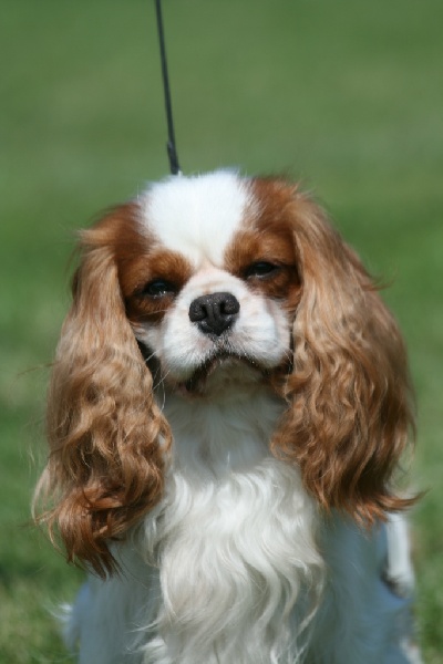 CH. Arcanes de l'Angelarde