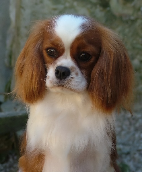 Amary-lys de l'Angelarde