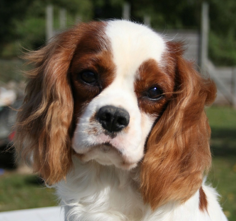 Cochise de l'Angelarde