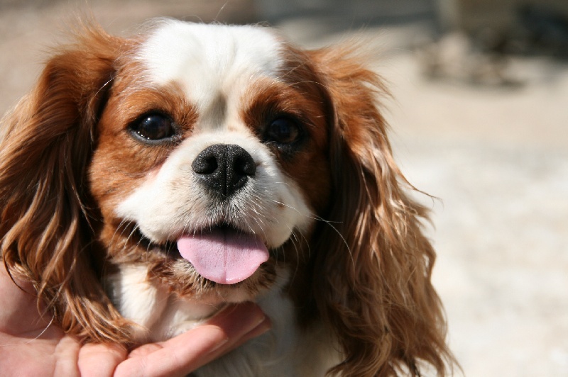 Theline de l'Angelarde