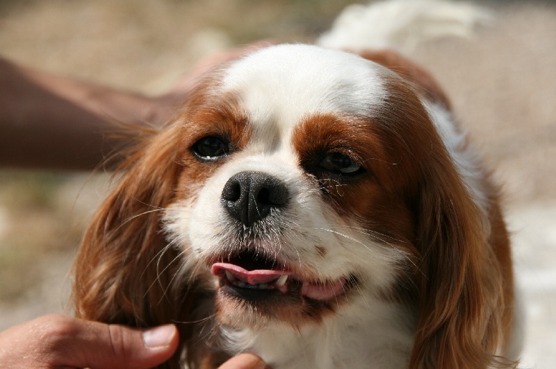Vertige de l'amour de l'Angelarde