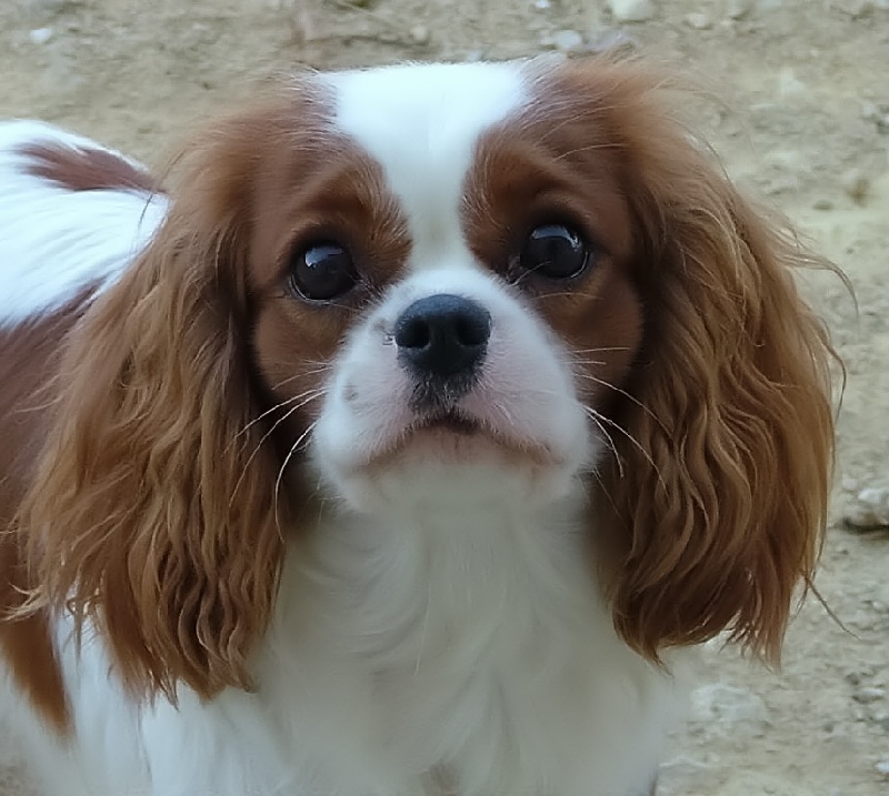 Bewitched-a-lys de l'Angelarde