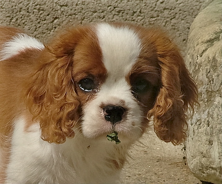 Crème anglaise de l'Angelarde