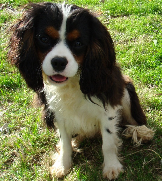 Dawson de l'Angelarde