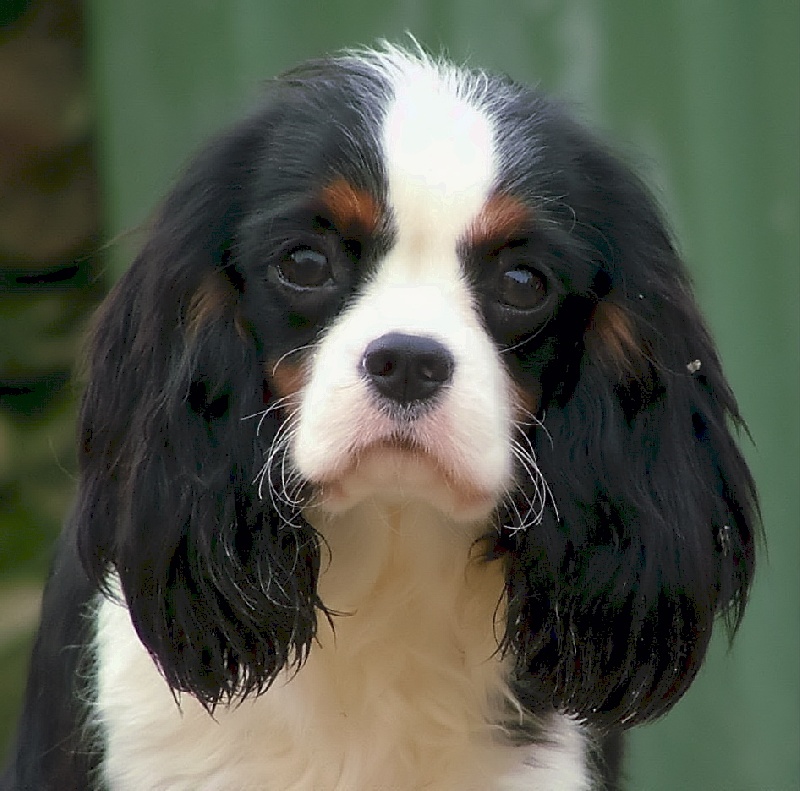 Dragée amande de l'Angelarde