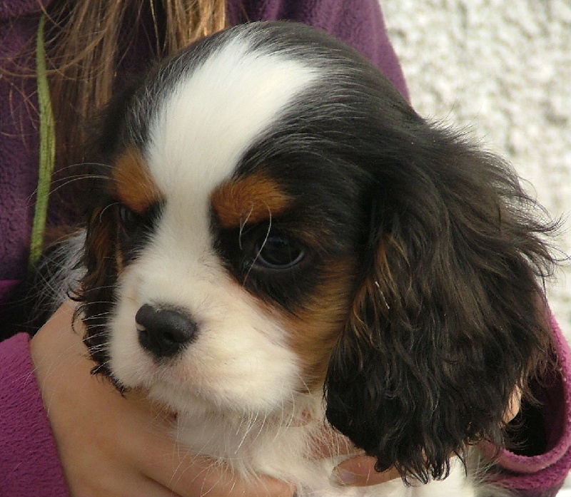 Doll domination de l'Angelarde