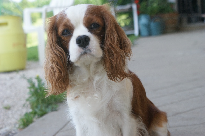 Brioche de l'Angelarde