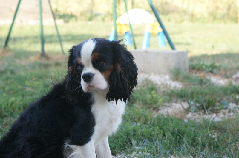 Delicious de l'Angelarde