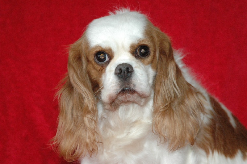 Uriana-de-lys de l'Angelarde