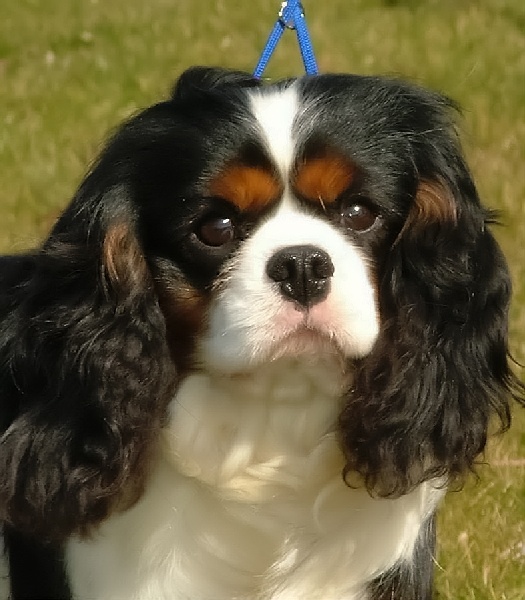 Barbe à papa dit sugar de l'Angelarde