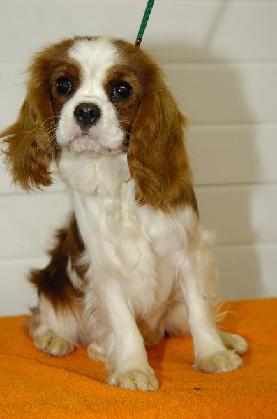 Evergreen de l'Angelarde