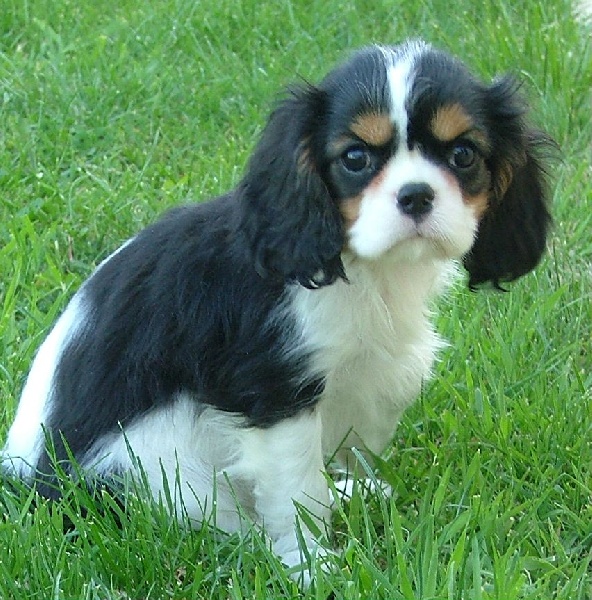 Guenille de l'Angelarde