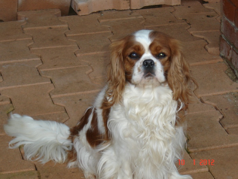 Daya-lys de l'Angelarde