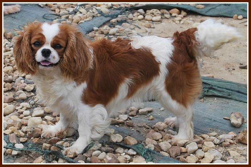 Elysée montmartre de l'Angelarde