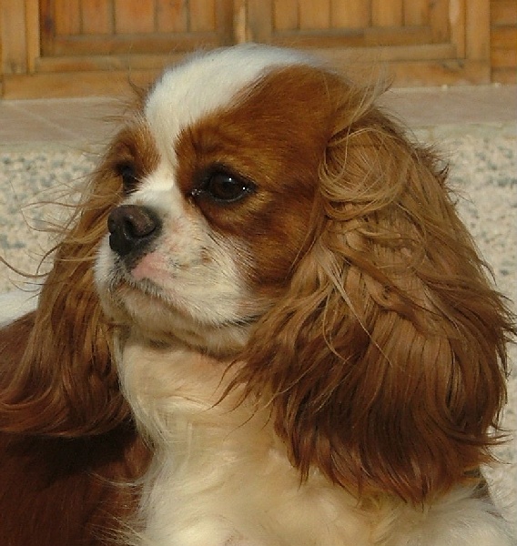 Elsa-lys de l'Angelarde