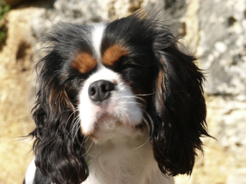 Elfin cendrillon de l'Angelarde