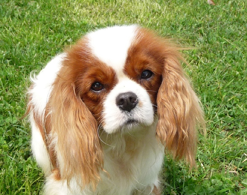 Beignet aux pomme de l'Angelarde