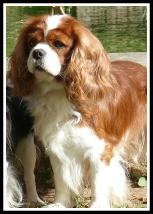 D'artagnan de l'Angelarde