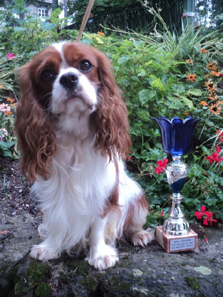 Hibiscus de l'Angelarde