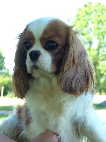 Hellcats de l'Angelarde