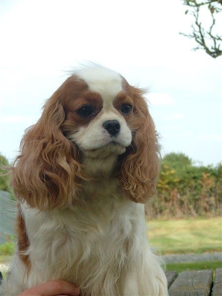 Daïka-to-lys de l'Angelarde