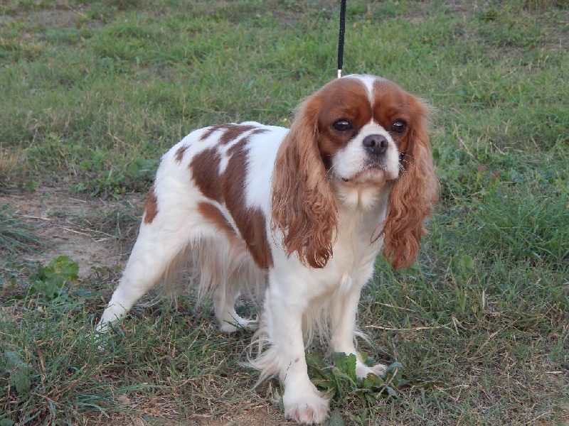 Hélianthe de l'Angelarde