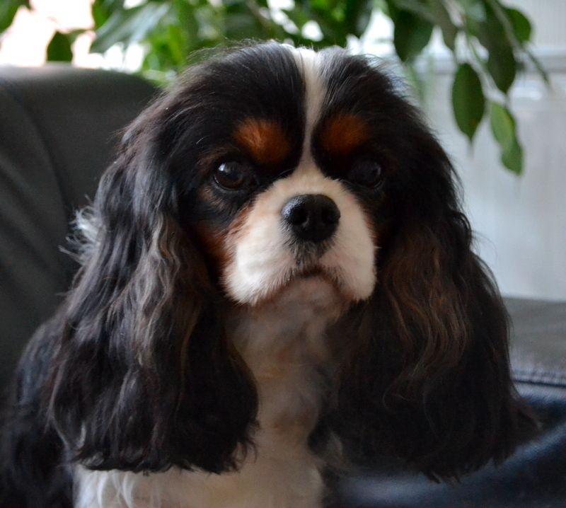 Hôtesse de l'Angelarde