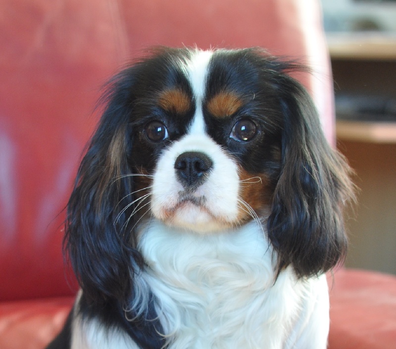 Iberis de l'Angelarde