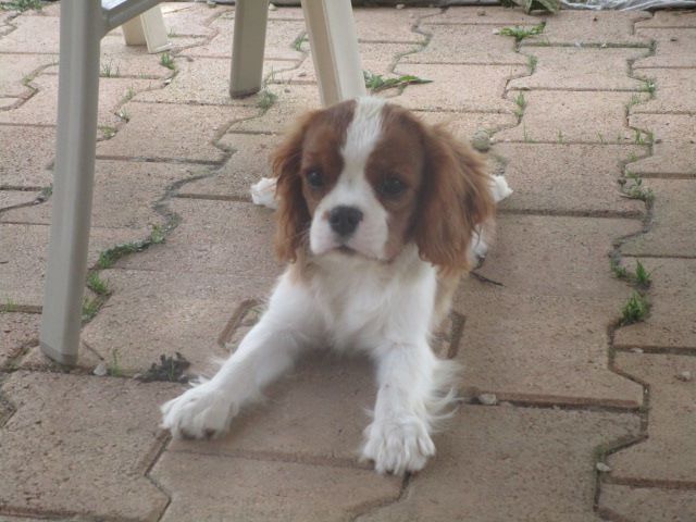 Little morgane de l'Angelarde